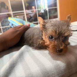 Silvia - Blue and gold female Yorkshire Terrier puppy in Pomona, California from Lunio's Yorkies