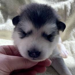 Pita - Gray and white female Alaskan Malamute puppy in Palmyra, Michigan from Illusion Kennel
