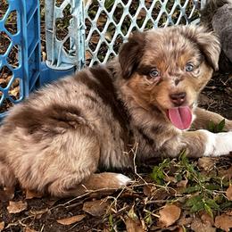 Boy 2 - Red merle male Australian Shepherd puppy in Lakeland, Florida from Infinite Aussies