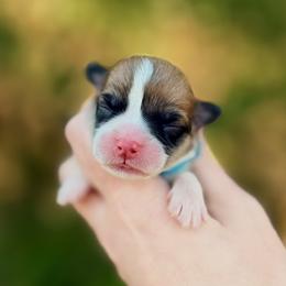 Girl 4 - Red female Pembroke Welsh Corgi puppy in Yulee, Florida from Pembroke Welsh Corgis at Belle Haven