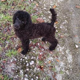 Colorado - Blue male Poodle puppy in Gainesville Ocala, Florida from Curly Que Standard Poodles and Havanese
