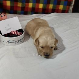 Boy 3 - Golden male Golden Retriever puppy in Grant, Michigan from Precious Kennel Retrievers