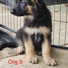 German Shepherd Puppies from Patriot Shepherds