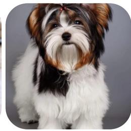 Biewer Terrier puppies from Puppy Boutique