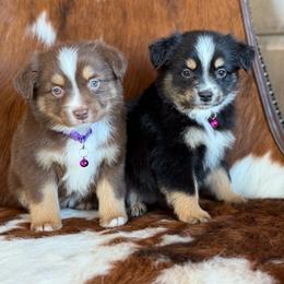Miniature Australian Shepherd puppies from Rural Iowa Aussies & Doodles