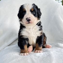 Blue Male - Black rust and white male Bernese Mountain Dog puppy in Greenwood, Delaware from A&A Greenwood Puppies