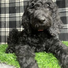 Goldendoodle and Poodle Puppies from Doodles by Design