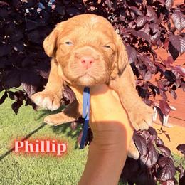Phillip - Golden male Cockapoo puppy in Millville, California from Hope Lane Kennels