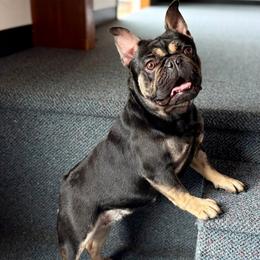 Veronica - French Bulldog