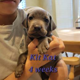 Kit Kat - Blue female Weimaraner puppy in Kingwood, Texas from Desert Rose Weimaraners