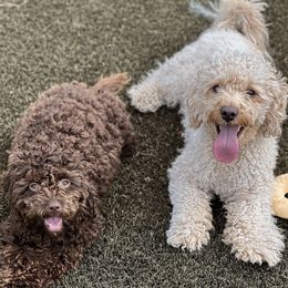Cavapoos from PierbrunPoodles