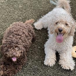 Cavapoos from PierbrunPoodles