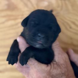 Girl 5 - Black female Cane Corso puppy in Paris, Texas from Knucklehead Cane Corso