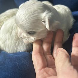 Faith - White female Maltese puppy in Coats, North Carolina from Angie's Puppies