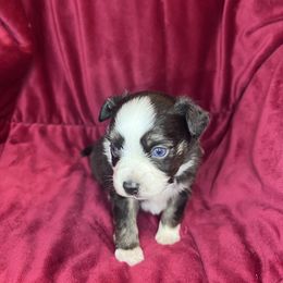 Mac - Black tri male Toy Australian Shepherd puppy in Medina, Tennessee from Fly Farms