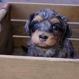 Yorkipoos from Rosie's Doodles