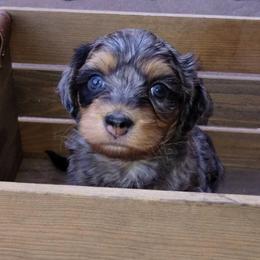 Yorkipoos from Rosie's Doodles