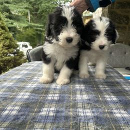 Bearded Collie and Border Collie Puppies from Beloved Bearded & Border Collies