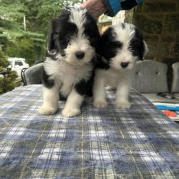 Bearded Collie and Border Collie Puppies from Beloved Bearded & Border Collies