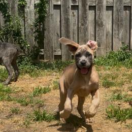 Cleopatra - Gray and fawn female Cane Corso puppy in Cleveland, Ohio from Cleveland Corsos