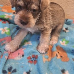 Chandler - Wheaten male Miniature Schnauzer puppy in Warrenville, South Carolina from All Paws Pet Resort