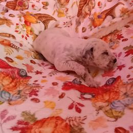 Jadis - White and black female Dalmatian puppy in Las Vegas, Nevada from 101 Dew Dream Valley Dalmatians