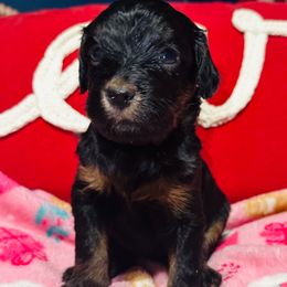 Cindy Lou - Phantom female Bernedoodle puppy in Sherman, Illinois from Shirl Doodle Life