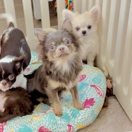 Girl.Lilac Rose 8500 - Silver and white Chihuahua puppy in Santa Rosa Beach, Florida from Eva's Chihuahua