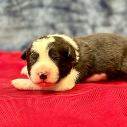 Bundt - Border Collie puppy in Charleston, South Carolina from Meadow View