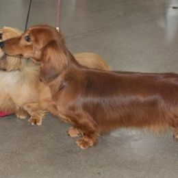 Dachshunds from MCS Dachshunds