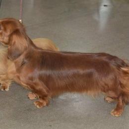 Dachshunds from MCS Dachshunds