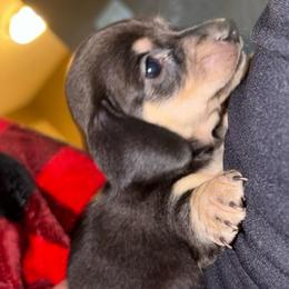 Jason - Black and cream male Dachshund puppy in Tulare, California from Dreamy Creamies
