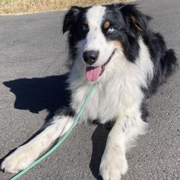 Scout - Black tri-color male Australian Shepherd puppy in Cotati, California from Tried and True Aussies