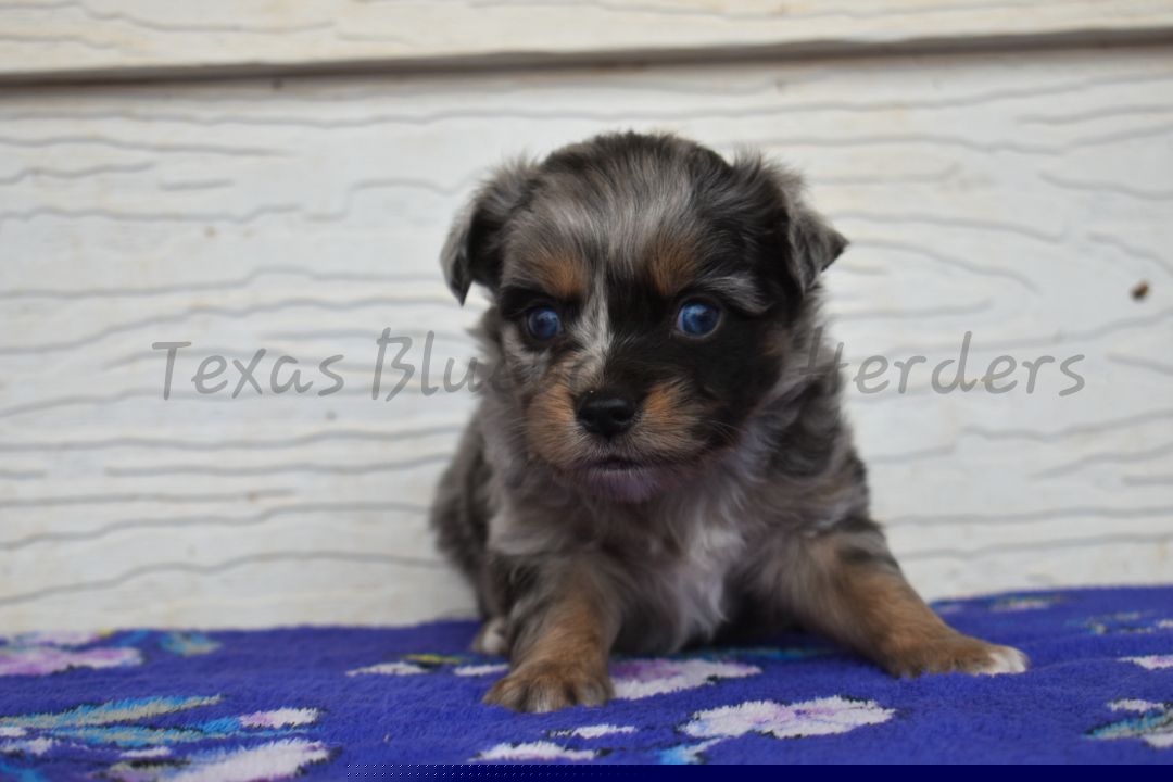 Boy 1 - Blue merle male Toy Australian Shepherd puppy in Lubbock, Texas from Texas Bluebonnet Herders