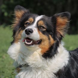 Lilli - Pembroke Welsh Corgi
