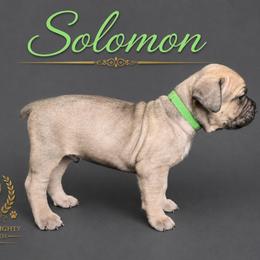 Solomon - Fawn male Cane Corso puppy in Elkhart, Indiana from Martins Almighty Cane Corsos