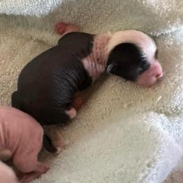 Boy 1 - White and black male Chinese Crested puppy in Rockvale, Tennessee from Cosmic Chinese Cresteds & Wind-Echo Poodles