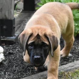 Mastiffs from Miller's Mastiffs of PA