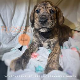 Flossie - Brindle female Great Dane puppy in Columbus, Ohio from Von Schaaf Haus DuPree