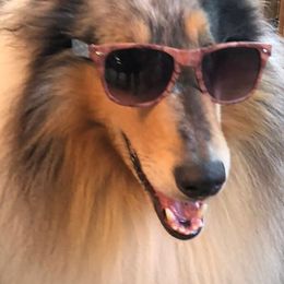 Collies from CrossRoads Collies
