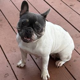 Dolly - French Bulldog