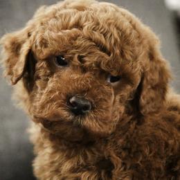 Corbin - Red  male Poodle puppy in Etna Green, Indiana from Perfect Match Poodles