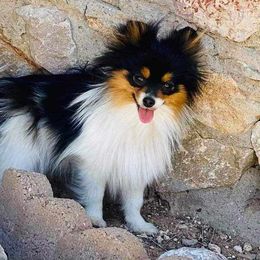 French Bulldogs and Pomeranians from Diamond Deluxx Frenchies