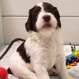 Bernedoodle Puppies from BellaDoodles