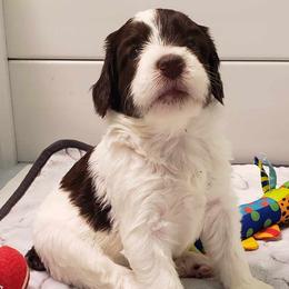 Bernedoodle Puppies from BellaDoodles