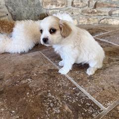 Pablo - Apricot and white male Cavachon puppy in Kerrville, Texas from Blount pups