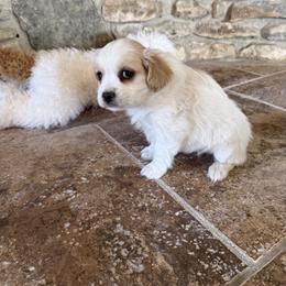 Pablo - Apricot and white male Cavachon puppy in Kerrville, Texas from Blount pups
