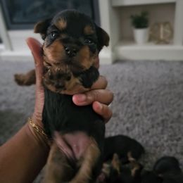 Kare - Black and tan female Yorkshire Terrier puppy in North Chesterfield, Virginia from YorkieLover