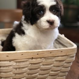 Aussiedoodle Puppies from Ohana Companions