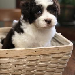 Aussiedoodle Puppies from Ohana Companions